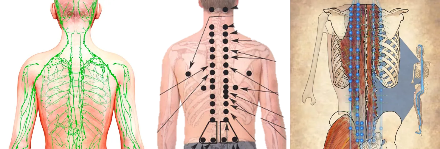 Neurolymfatische punten uit Touch for Health en de Back-Shu punten uit de TCG