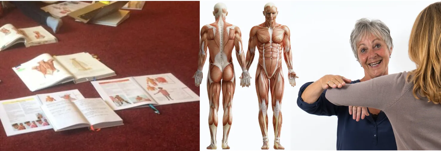 De kracht van de basis: ontdek de essentie van kinesiologie in de Touch for Health trainingsweek